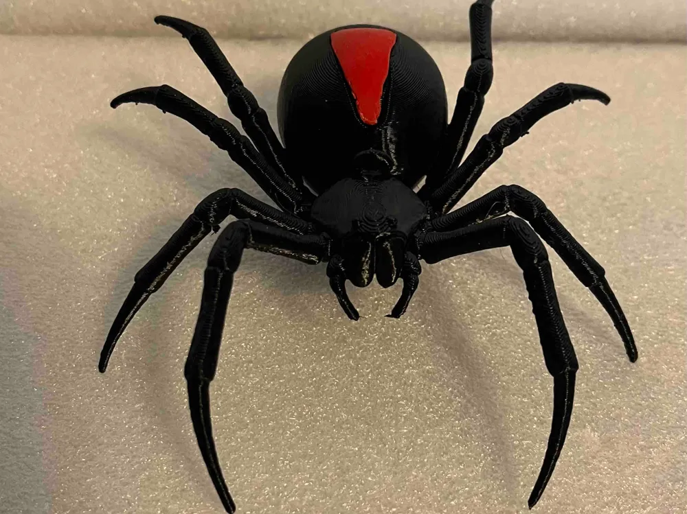 Large Red Back Spider